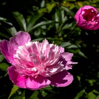 *** :: ирина )))