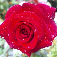 Роза :: Наталья Роза :: Наталья