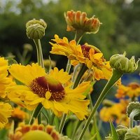 Летнее солнце :: Андрей 