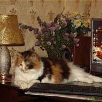 Уютный вечер! :: Нина Андронова