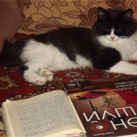 Если бы кошки умели читать,какие книги они бы читали! :: Нина Андронова