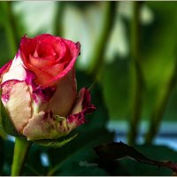 Розы :: Aquarius - Сергей