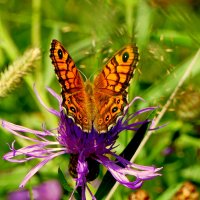 из снятого 1 августа 37 :: Александр Прокудин