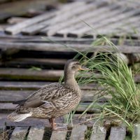 Уточка :: Борис Устюжанин