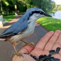 Поползень :: Сапсан 