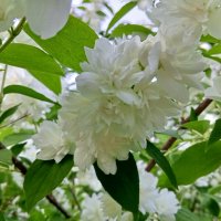 Чубушник :: Сапсан 