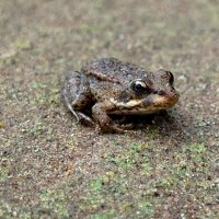 Царевна лягушка :: светлана льдокова