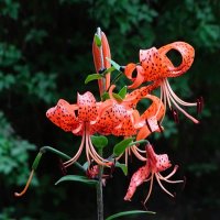 Лилии на городской клумбе. :: Милешкин Владимир Алексеевич 