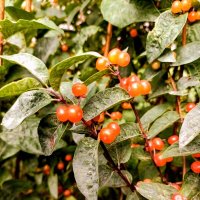 Жимолость :: Veera V Жимолость :: Veera V