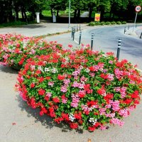 Городские цветы :: Veera V