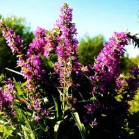 Август....Целительный букет! :: Владимир 