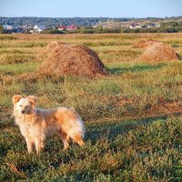 Вместе весело гулять по просторам! :: Елена Хайдукова  ( Elena Fly )