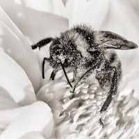 Шмель :: SanSan 