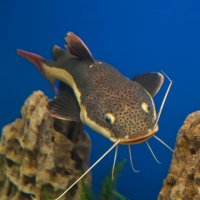 Рыбки :: Андрей 