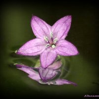 Краса в ночи... :: Андрей Заломленков