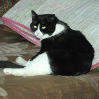 Не мешай мне мыться :: Людмила Смородинская