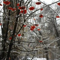 ледяной день :: Елена Шаламова ледяной день :: Елена Шаламова
