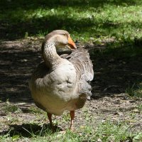 Москва. Сад будущего. :: Наташа *****