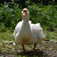 Москва. Сад будущего. Гусик. :: Наташа ***** Москва. Сад будущего. Гусик. :: Наташа *****