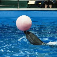 Дельфинарий в поселке Небуг, Краснодарский край :: Игорь Сикорский