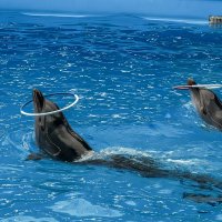 Дельфинарий в поселке Небуг, Краснодарский край :: Игорь Сикорский Дельфинарий в поселке Небуг, Краснодарский край :: Игорь Сикорский