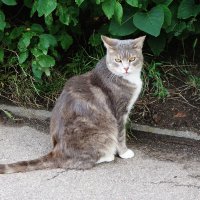 Уличные кошки :: Рита Симонова