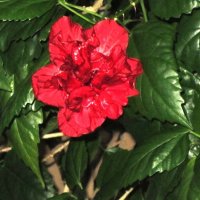 Гибискус :: Дмитрий Никитин Гибискус :: Дмитрий Никитин