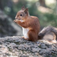 Внимание, улыбочку! :: Марина Фомина.