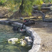 Чёрные лебиди :: ujgcvbif 