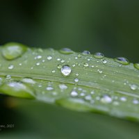 На траве капли дождя :: Александр Синдерёв