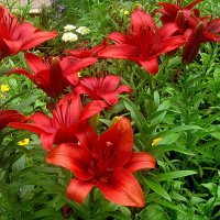 Лилии :: Елена Семигина Лилии :: Елена Семигина