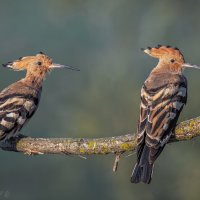 И стар, и млад :: Александр К.