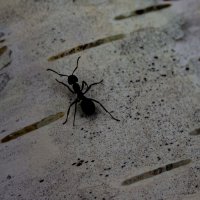 Муравьишко на березе :: Светлана SvetNika17 Муравьишко на березе :: Светлана SvetNika17