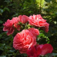 розы :: ИННА ПОРОХОВА