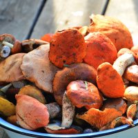 сходили по грибы :: леонид логинов