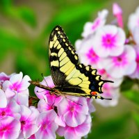 бабочка :: леонид логинов