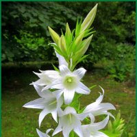 Белый колокольчик в саду. :: Ольга Довженко