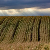 Поля.... :: Александр Посошенко