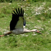 Полетели.... :: Александр Кондаков