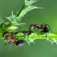 Дела  семейные :: Геннадий Супрун