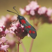 *** :: Елена Kазак (selena1965) *** :: Елена Kазак (selena1965)