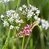 Летние картинки :: Ольга 