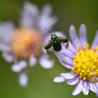 Скрытоглав шелковистый :: Ольга 