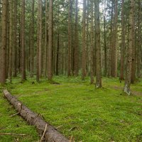 Лес :: k-e-r-g-u-d-u DM