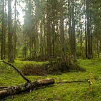 В Лесу :: k-e-r-g-u-d-u DM