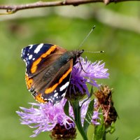 из снятого 1 августа 41 :: Александр Прокудин из снятого 1 августа 41 :: Александр Прокудин