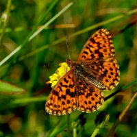 из снятого 1 августа 44 :: Александр Прокудин