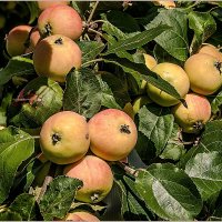 Про июль... :: Aquarius - Сергей Про июль... :: Aquarius - Сергей