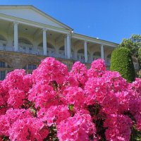 Флоксы :: Сапсан 