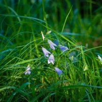 ... :: василий 